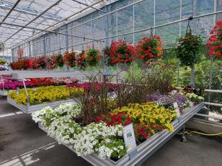 Mottiez fleurs et paysages - 