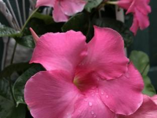 Mottiez fleurs et paysages - Fleurs annuelles