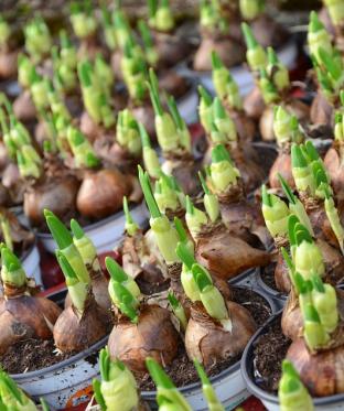 Mottiez fleurs et paysages - Bulbes