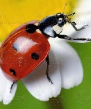 Mottiez fleurs et paysages - BIO