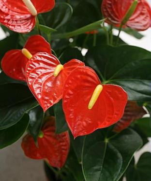 Mottiez fleurs et paysages - Fleurs / Plantes d'intérieur