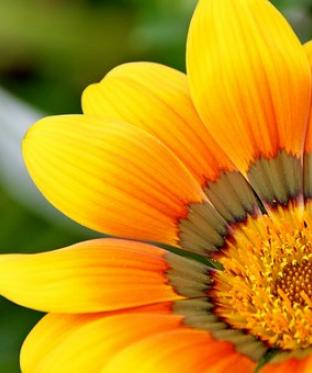 Mottiez fleurs et paysages - Les fleurs annuelles