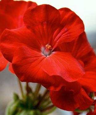 Mottiez fleurs et paysages - Fleurs / Plantes d'extérieur