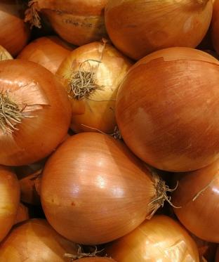 Mottiez fleurs et paysages - Oignons