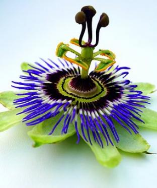 Mottiez fleurs et paysages - La pépinière