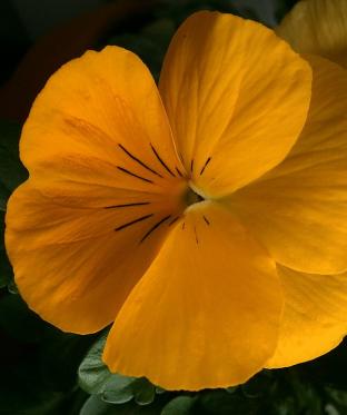 Mottiez fleurs et paysages - Les pensées