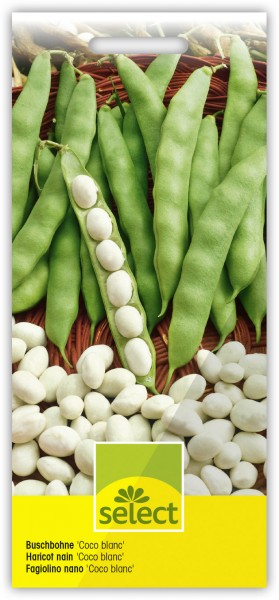 Haricot nain 'Coco blanc'