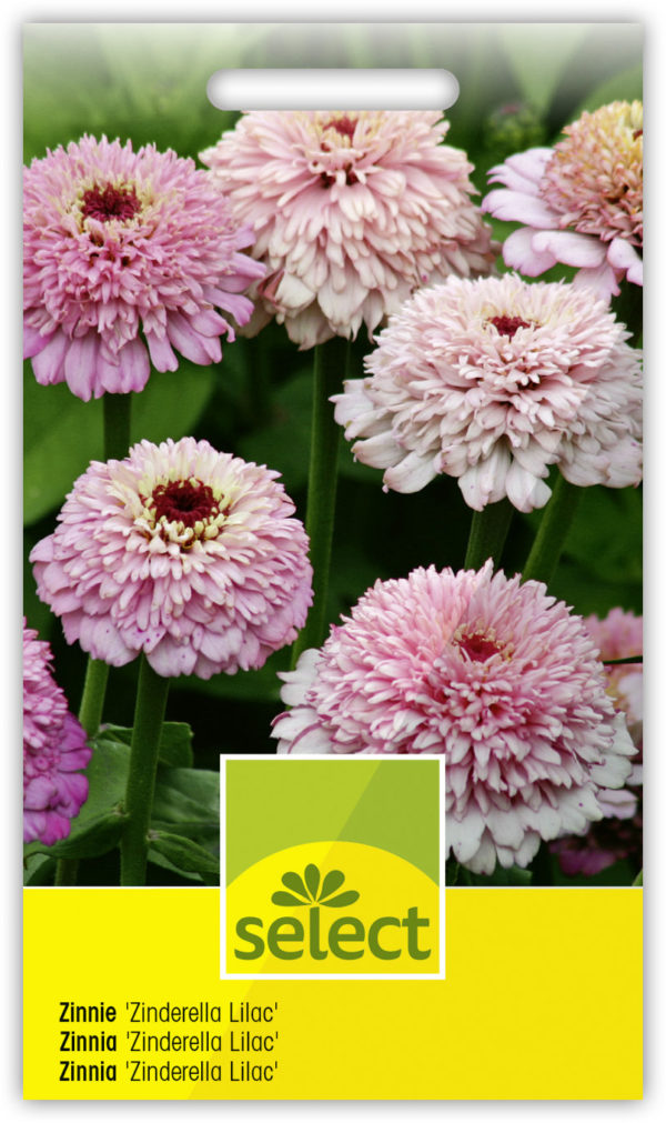 Zinnia ' Zinderella Lilac'