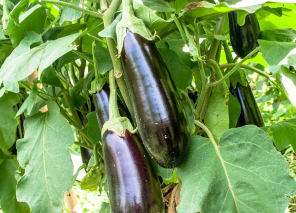 Aubergine type classique de semis