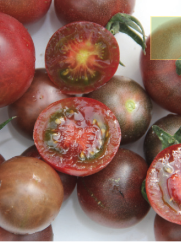 Tomate greffée type cherry noire