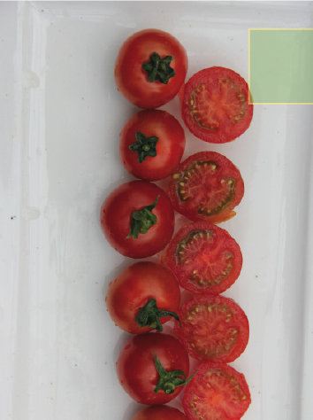 Tomate greffée type cocktail rouge