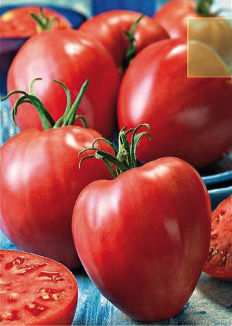 Tomate greffée type cœur de bœuf