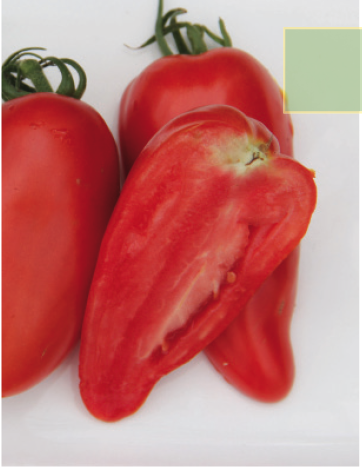 Tomate greffée type cornue des andes