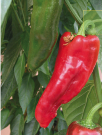 Poivron greffé type italien rouge