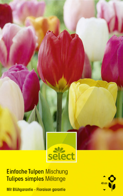 Bulbes Tulipes simples mélange