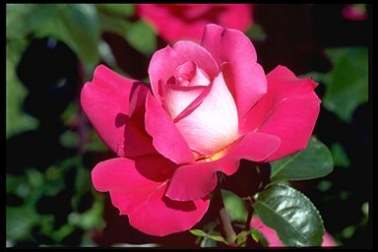 Rosier Baronne Rothschild( p)