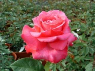 Rosier Caprice de Meilland (p)