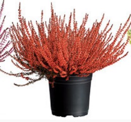 Bruyère Teintée Rouge Calluna - Pot De 10 Plantes, Floraison Automne, Vivace Pour Balcon Et Massif