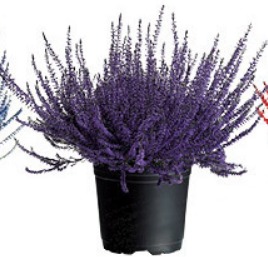 Calluna vulgaris Teintée Mauve