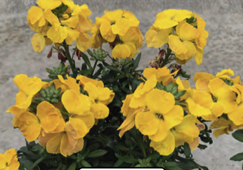 2025 Erysimum hybrida Leya Yellow - Giroflée