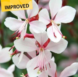 Gaura lindheimeri Gambit White - Plume indienne