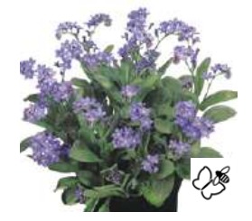 2025 Myosotis sylvatica Sylva Bluesylva - Myosotis
