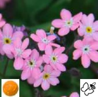 2025 Myosotis sylvatica Sylva Rosylva - Myosotis