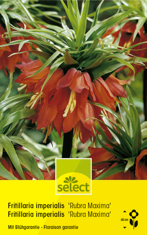 Fritillaria imperialis rouge