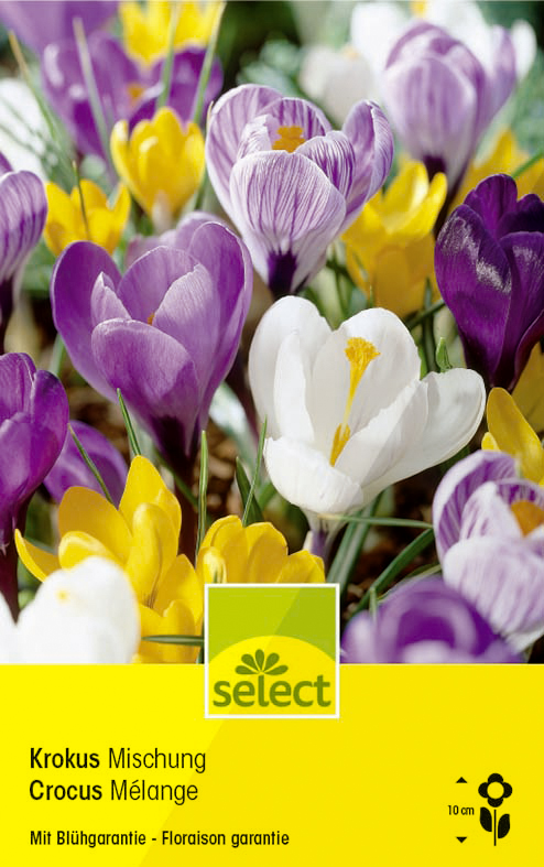 Crocus à grandes fleurs mélange