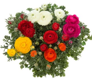 2025 Ranunculus x asaticus Magic Mix - Renoncule