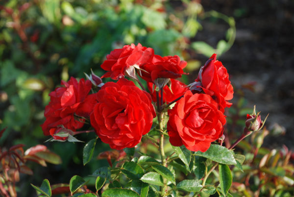 Rosier Scarlet Bonica