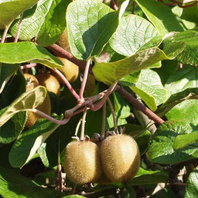 Actinidia deliciosa 'Hayward'