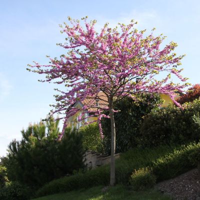 Cercis siliquastrum
