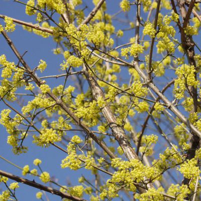 Cornus mas