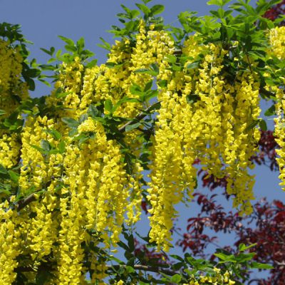 Laburnum watereri x Vossi