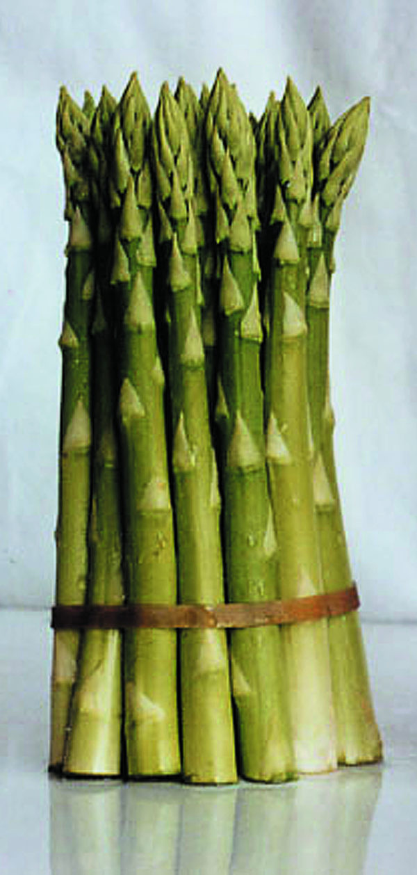 Asperges vertes 'Aspalim'
