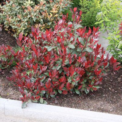 Photinia fraseri X Little Red Robin