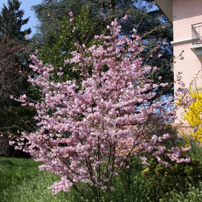 Prunus 'Accolade'
