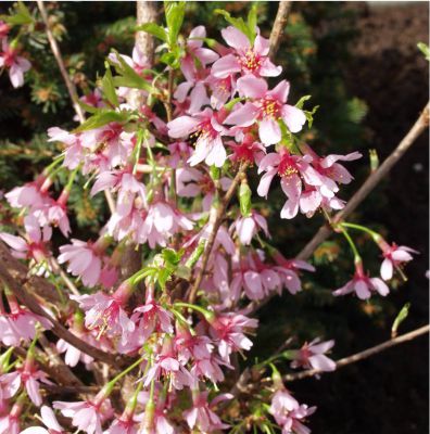 Prunus 'Okame'