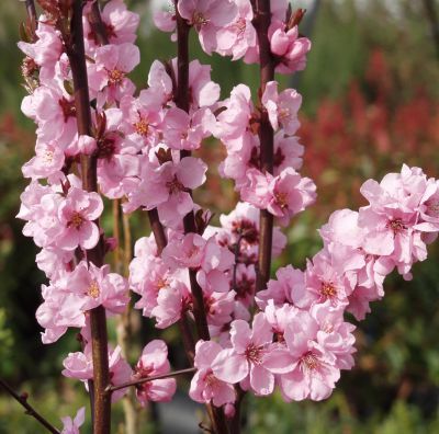 prunus persicoides 'Spring Glow'