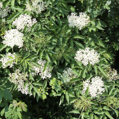 Sambucus nigra