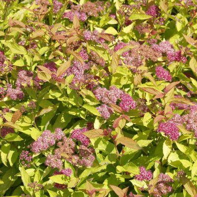 Spiraea japonica 'Goldflame'