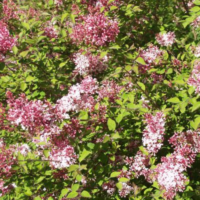 Syringa microphylla 'Superba'