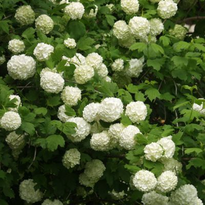 Viburnum oplulus 'Roseum'