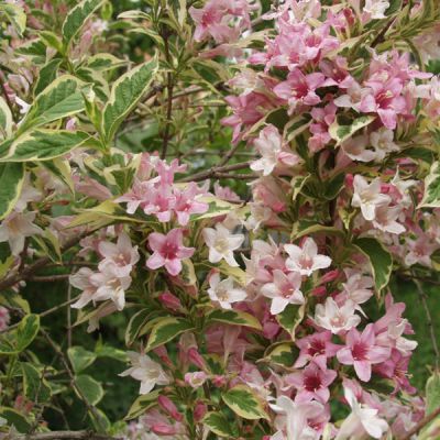 Weigela florida 'Variegata'