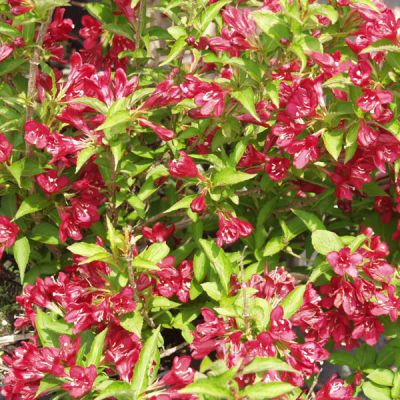 Weigela 'Nain Rouge'
