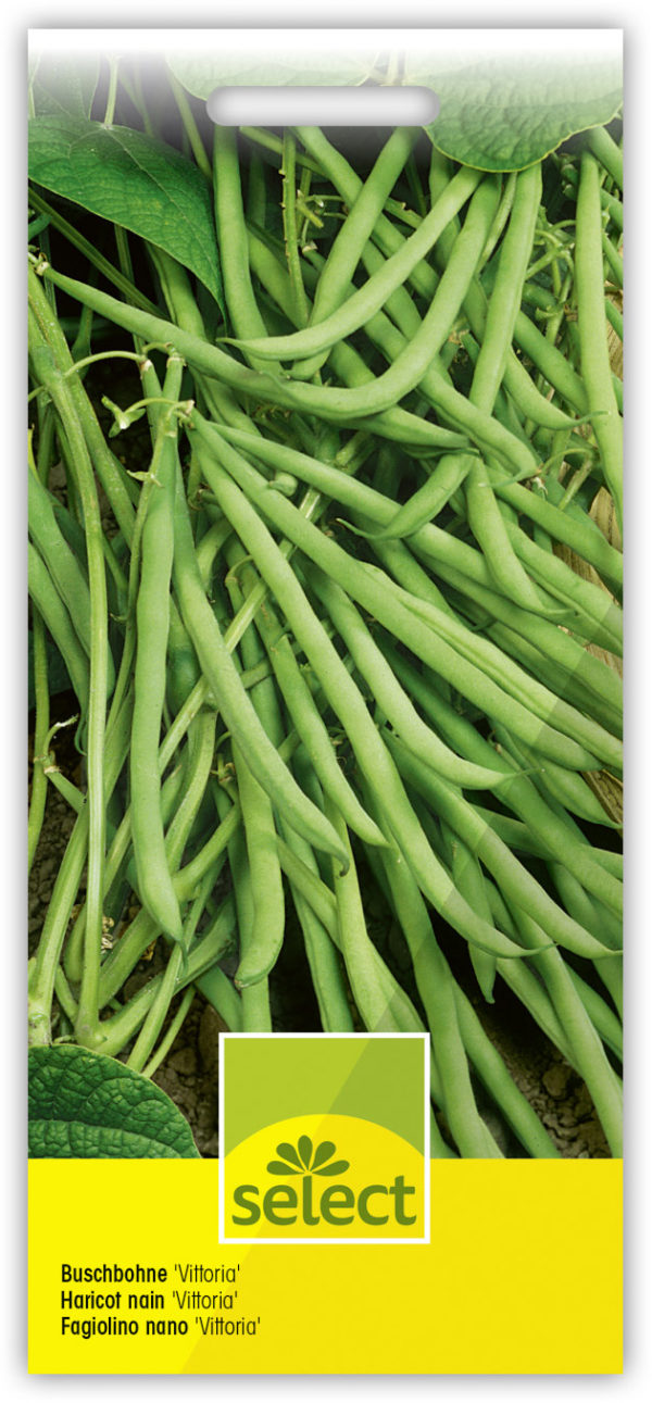 Haricots nain 'Vittoria' – Image 3