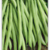 Bio VK Haricot nain 'Cresco' – Image 2