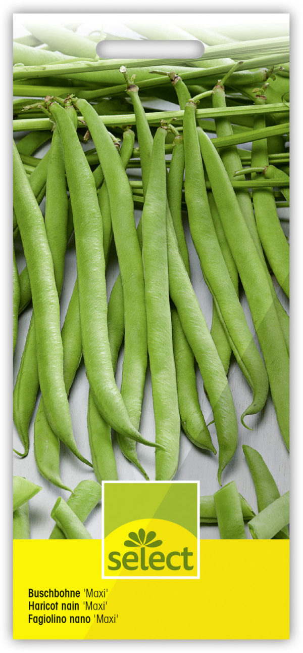 Haricot nain 'Maxi' – Image 5