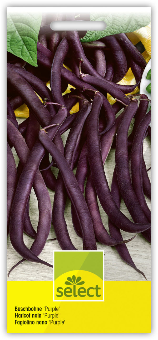 Haricot nain 'Purple Duke' – Image 3